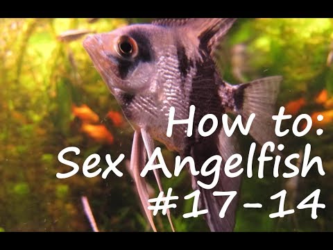 How To_  Sexing Angelfish #17-14 It can be near impossible to sex freshwater angelfish.  There is no definite black and white way to 