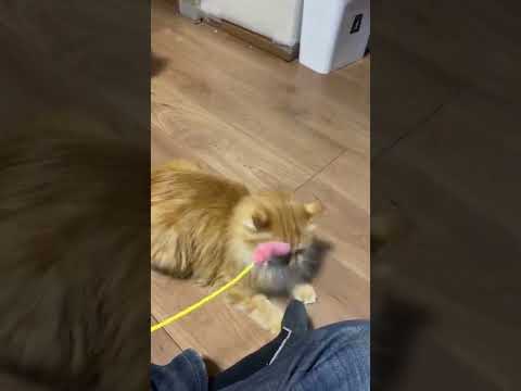 猫じゃらしを茶トラ猫に横取りされるおかっぱおちょぼ口猫