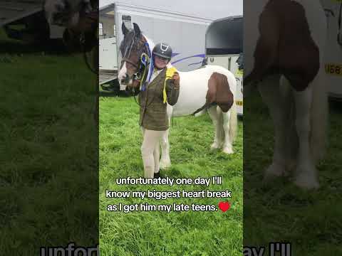 my number one boy #horse #horses #equestrian #equestrians #equine #horsegirl #hearthorse #cob