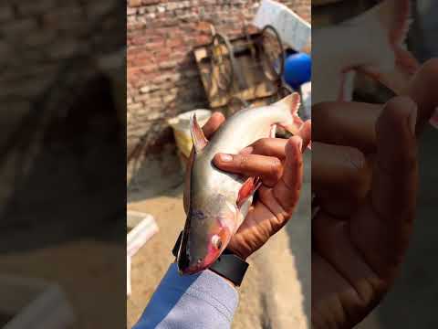 इस मछली की चाल देखकर सब हैरान 😨 | Amazing Fish Behavior 🐬😠 !! #fishing #fish #facts #latest