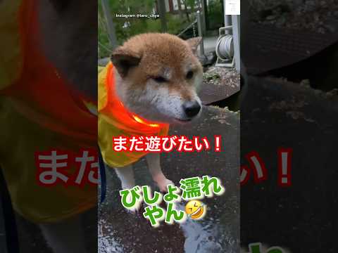 犬の動画サムネイル - 爆笑‼️ 水遊びに夢中すぎる柴犬🤣　#柴犬　#犬　#散歩　#おもしろ #犬のいる暮らし
