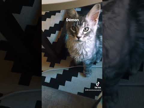 StoryBoard 3 de la vidéo Le chat démoniaque !