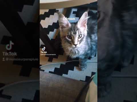 Vidéo Le chat démoniaque !