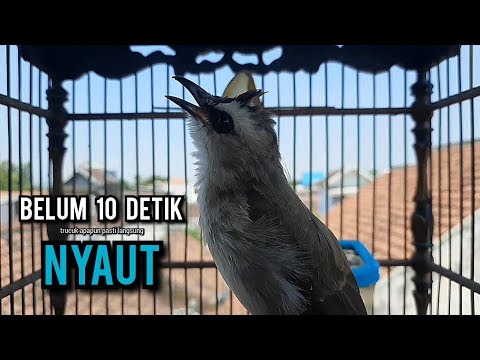 trucukan gacor TARUNG ROPEL PANJANG pancingan trucukan agar bunyi jadikan burung trucuk gacor EMOSI