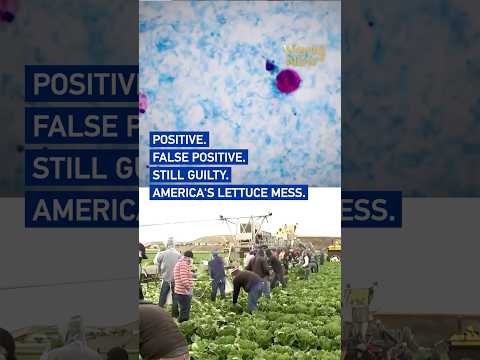 Positive and then false positive: America's lettuce mess