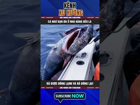 CÁ NGỪ BẠN ĂN Ở NHÀ HÀNG ĐỀU LÀ ĐÃ ĐƯỢC ĐÔNG LẠNH VÀ RÃ ĐÔNG LẠI!