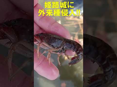 姫路城に外来種侵入！危険です。Invasive Alian Species！Himeji Castle, JAPAN≫ 加藤英明【公式】かとチャン