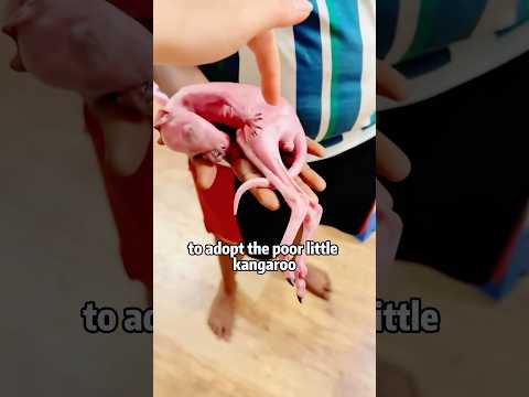 🦘 🙏💔 OMG! Mom SHIELDED Unborn IN WRECK!🆘❤️BABY LIVES?! #animals #rescue #lovestory #shorts #sad サムネイル