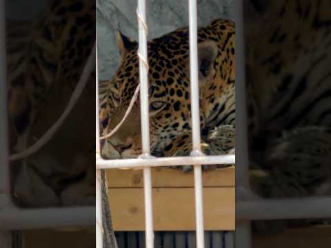 東山動植物園のジャガーとアスカくん2025年8月の様子 サムネイル