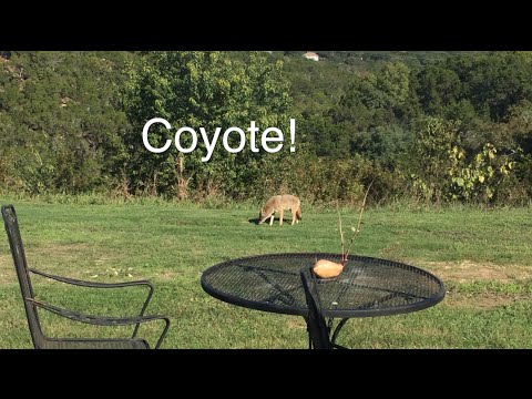 Coyote in my backyard! - UCTs-d2DgyuJVRICivxe2Ktg