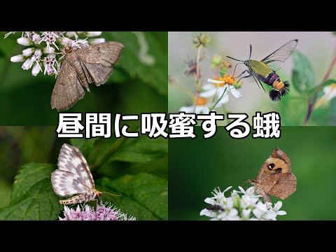 昼間に吸蜜する蛾