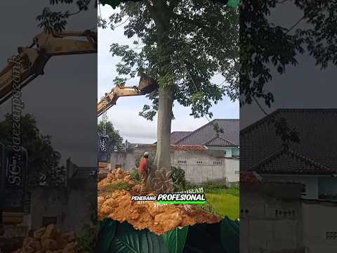 Tetap Ragu Walau Sudah Berpengalaman #shorts #pohon #professional