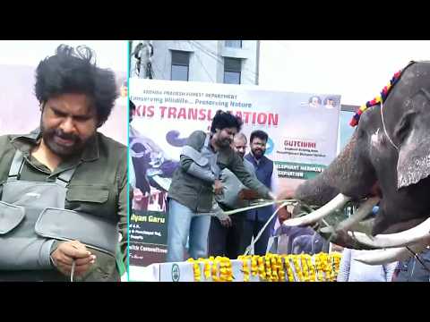 Pawan Kalyan Visuals With Elephant | Kunki Elephant At Pawan Kalyan Office | Daily Culture