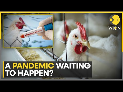 Could The Bird Flu Become Airborne? Scientists Say Risk Of Pandemic Rising | World News | WION
