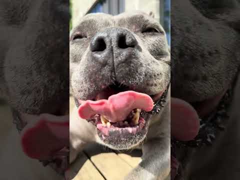 Nossa Rotina na Família Blue 🤩 Maori, Nuhri e Marê🐾 Tibério e Jandira🐮 Luke 🦜 e as Galinhas 🐔