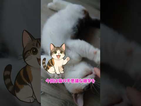 【雑学】びびの猫雑学 #shorts #shortvideo #cat #猫 #猫の雑学