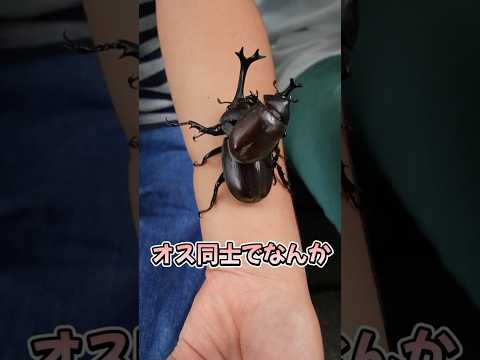 カブトムシ、見つけたっ!! #beetle #カブトムシ