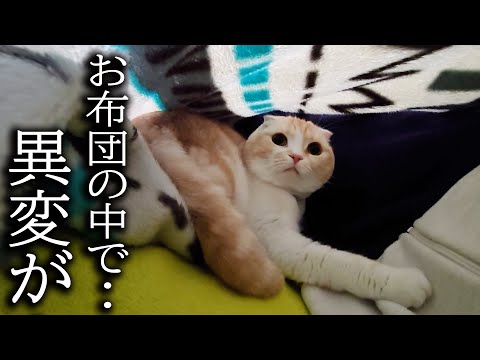 異変があったので布団の中をのぞくと猫がこうなってました...