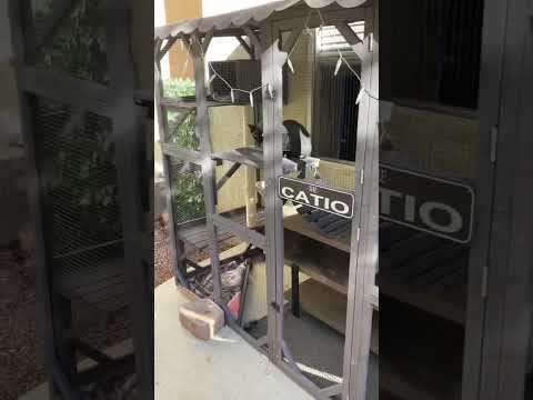 My Emotional Support Cat Content