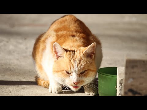 猫の動画サムネイル - うずまきのゴールウィークLIVE配信？　放置？　2025年05月05日