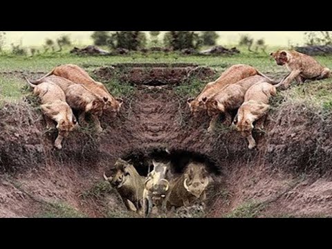 الأسود قررت أَخيراً القضاء على الخنازير البرية فكانت قوتهم كالصاعقة ! عالم الحيوان