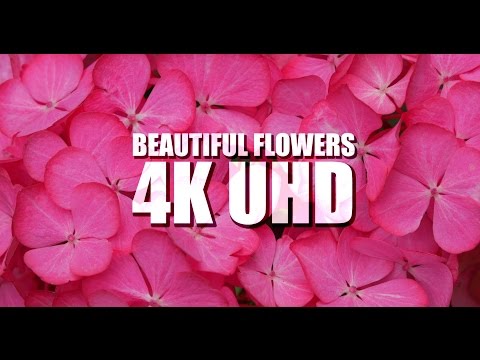 Beautiful Flowers 4K/UHD | Ultra-HD | 4K Resolution | Digital Cinema | Demonstration | Panasonic GH4 - UCdzQb1P65Y7vd30pzIy1mpA