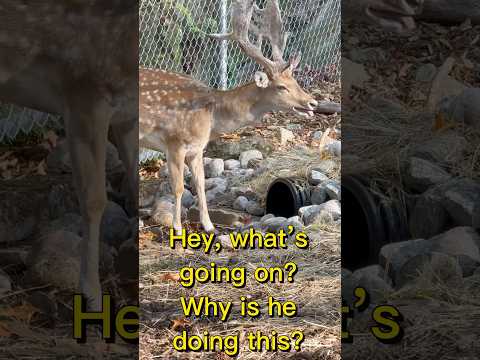 Why the reindeer is doing this? Animals are strange!￼￼￼