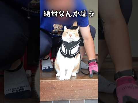 不器用な主に呆れ顔の猫#元野良猫チャチャ #猫武将 #猫 #ねこ #ネコ #cat