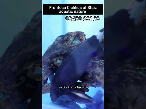 Frontosa Cichlids at Shaz aquatic nature +91 98459 88166