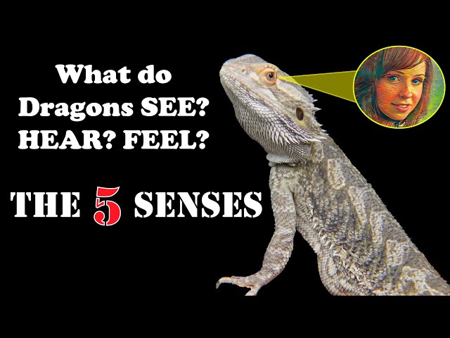 How Far Can A Bearded Dragon See?