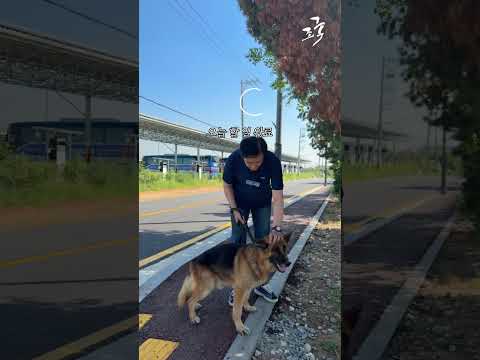 조 집사의 하루 | 평택 팽성 "헹복하개🐶살자꾸냥🐈 유기동물 보호소" 봉사활동 #조국