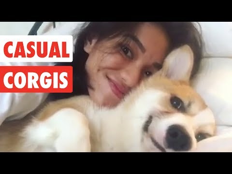 Casual Corgis | Funny Dog Video Compilation 2017 - UCPIvT-zcQl2H0vabdXJGcpg