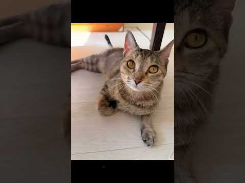【癒し】ぬっこ♡ヒメちゃんの色々な可愛い表情！#ねこ #保護猫 #キジトラ
