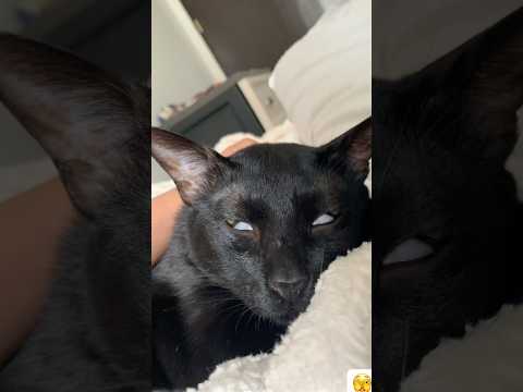 Sleepy but make it spooky 🫣🙀#BeanTheCat #HalloweenCat #TooCuteToSpook #BlackCatMagic #ScaryCute