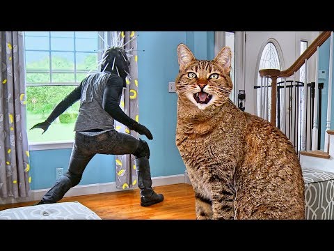 Cat Tested To See Whether He