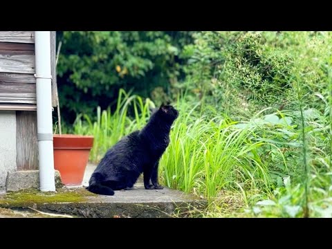 秋の季節を柴犬と猫と一緒に楽しむ穏やかな毎日 サムネイル