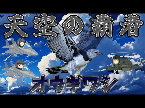 【ゆっくり解説】天空の覇者！オウギワシ
