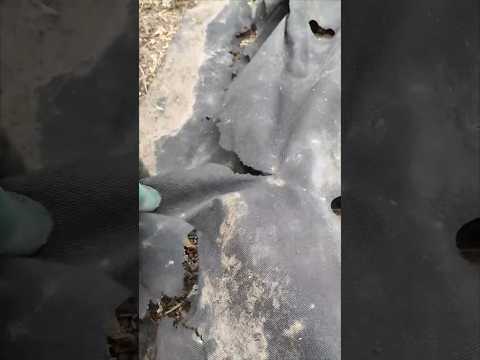 Проверка агроволокна спустя 2 года!