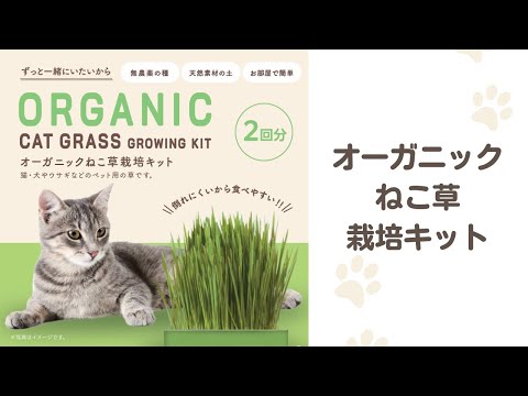 有機のタネから育てるねこ草栽培キット|ココヤシの天然培地で安心・簡単!