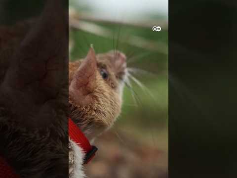 Record-setting rodent sniffing out landmines and saving lives in Cambodia | DW News