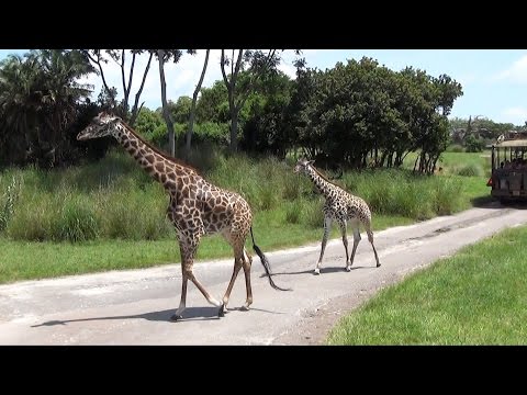 Kilimanjaro Safaris FULL Ride at Disney's Animal Kingdom, Front Row POV, Lots of Animal Views - UCe-gHr2O_LP7t0YJYHZQZlg