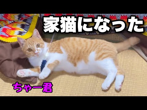 新しく家猫になった子猫のちゃー君とキャットタワーを作りました