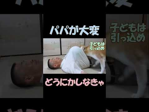 パパが大変！ どうにかしなきゃ！#shorts #sibainu #柴犬 #dogs #おもしろ動画