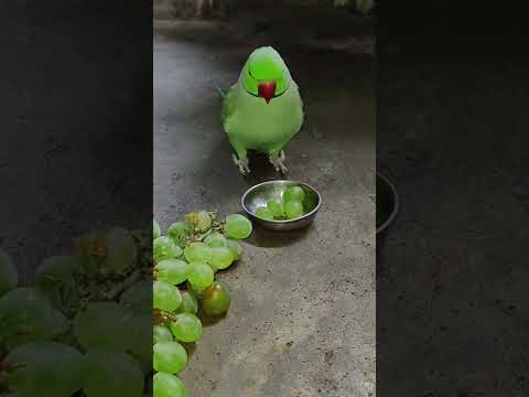 smart Talking Parrot mithu 💚 angry 😡 #talkingparot #petbird #parrot #funny #angryparrot #reels