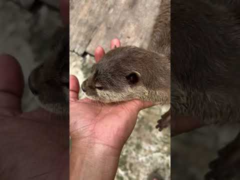 Tearing Up: cute sound My Otter Doesn’t Want Me to Leave!#puppy #otterindonesia #cuteanimals