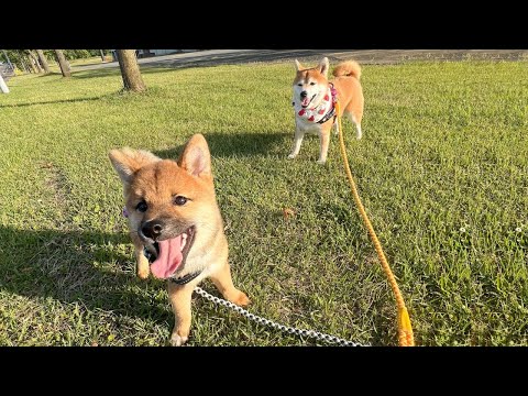 大好きな姉柴犬がいれば苦手な散歩も笑顔で楽しめちゃう子犬