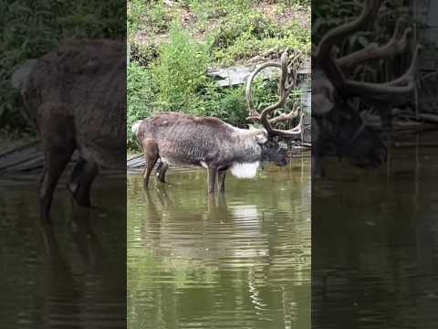 #shorts 日本国内では おそらくココだけ！トナカイの水辺での放牧　大森山動物園にて　2025年8月14日
