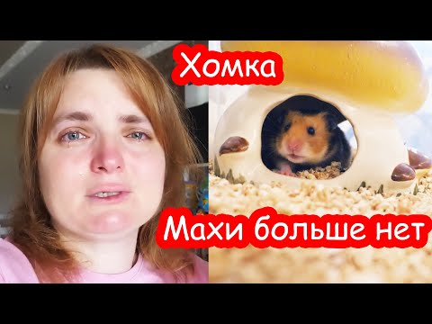 Новости канала ХОМКИ 20 10 2023