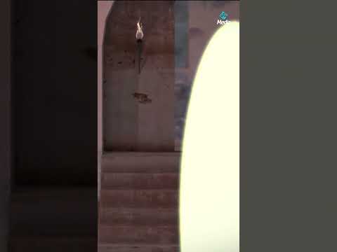 باعوا اخوهم.. واتهموا الذئب بأنه اكل يوسف