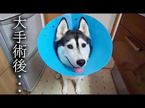 大手術を終え絶食から初めてのごはんをあげると...